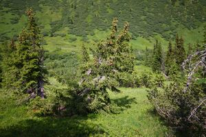 Mößnakar 0873 13-07-12.jpg