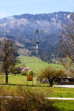 Maibaum moos-300150-2023-05-04.jpg