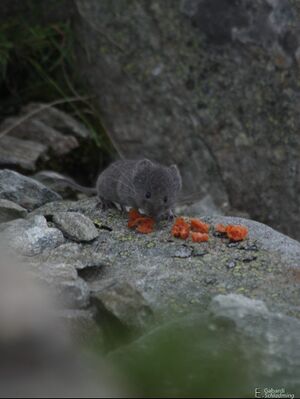 Maus greifenberg0252.jpg