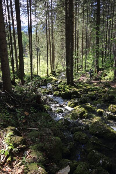 Datei:Strummern mühlreith 47188 2017-05-17.jpg