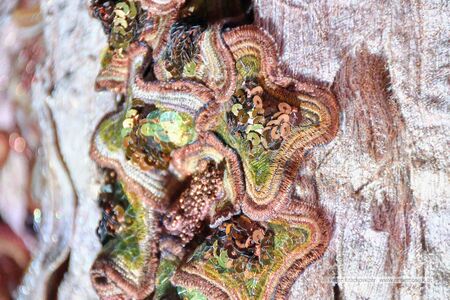 Traumwelt des Lichts - der Geist der Weihnacht 2025 21.jpg