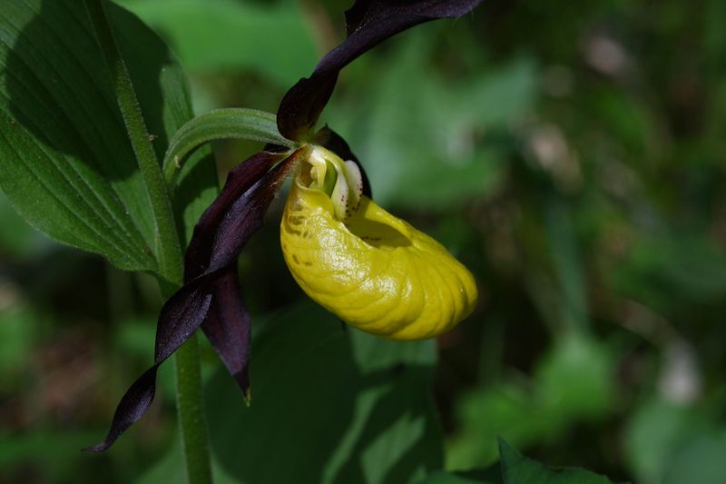 Datei:Frauenschuh 2013 2008-05-29.jpg