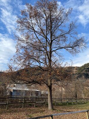 Schwarzenegger eiche schladming-1000-2022-12-02.jpg
