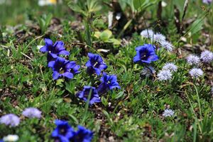 Blumen tauplitzalm 51679 2017-06-24.jpg