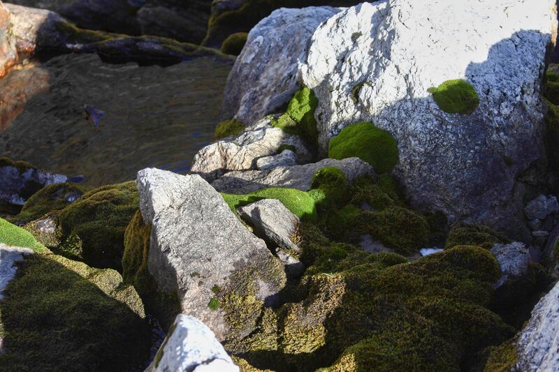 Datei:Goldlacken 0252 2013-10-08.jpg