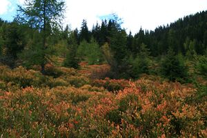 Guschen 19996 2007-09-28.jpg