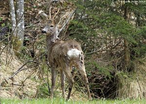 Rehbock120416wiki.jpg