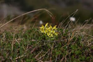 Sabinkar 89898 2015-06-08.jpg