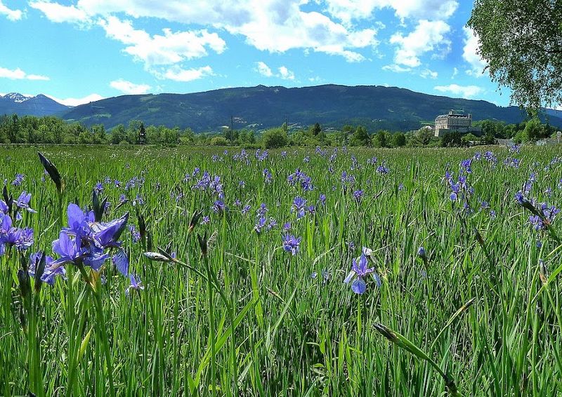 Datei:Schwertlilienwiese bei Trautenfels.JPG