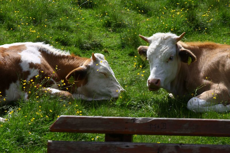 Datei:Bodensee seewigtal 63491 2014-06-21.jpg