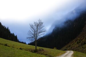 Fiedlereibl steinriesental-400-2015-10-30.jpg