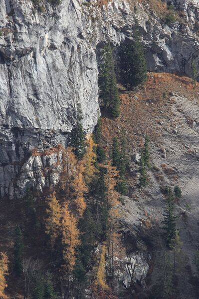 Datei:Gamsstelle loser trisselwand-4101-2018-11-04.jpg