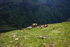Mahdfeld großsölk 32519 2013-07-09.jpg