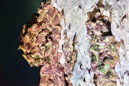 Traumwelt des Lichts - der Geist der Weihnacht 2025 20.jpg