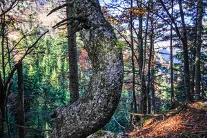 Buchwald tressenstein 11079 2015-10-28.jpg