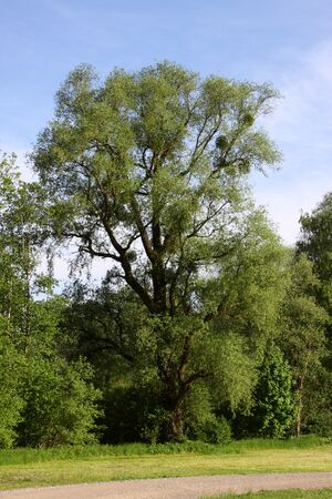 Enns-Altarme Niederstuttern 58372 2014-05-21.jpg