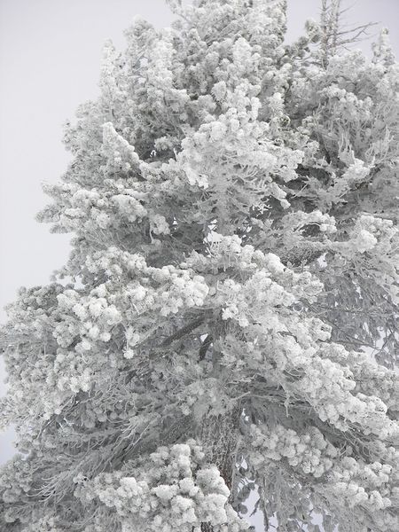 Datei:Hochfeld 42943 2006-01-19.jpg