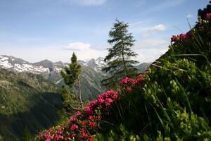 Im Hüttkar 39495 2012-06-29.jpg