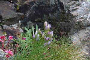 Im Wildkar 2578 2009-07-25.jpg