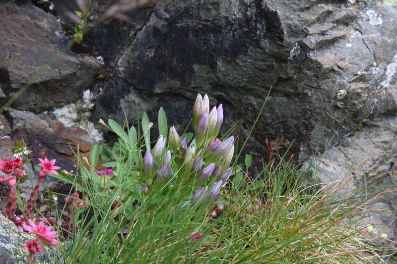 Datei:Im Wildkar 2578 2009-07-25.jpg