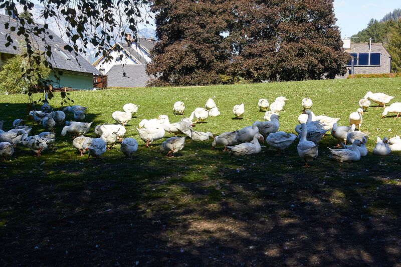 Datei:Landgut putterer-1001-2021-09-24-facebook-2.jpg