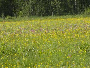 Tettermoor 12613 2006-06-18.jpg