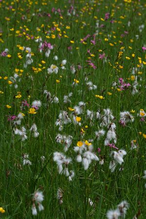 Tettermoor 22702 2008-06-02.jpg