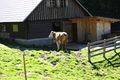 Tuchmoaralm 0227 13-09-05.jpg