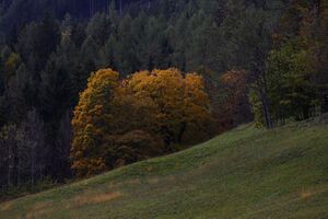 Ahorn-alte Lodenwalke Steiner 05884 2015-10-09.jpg