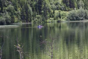 Bodensee seewigtal 63457 2014-06-21.jpg