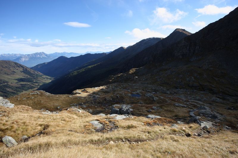 Datei:Goldlacken 0217 2013-10-08.jpg