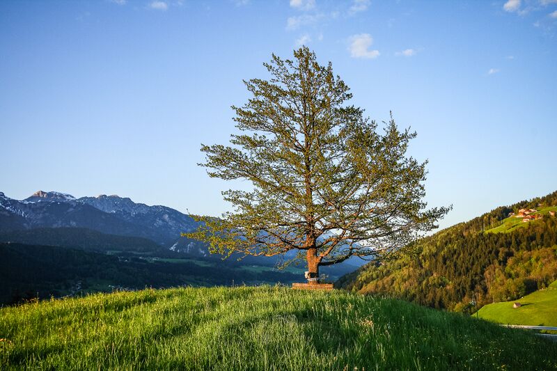 Datei:Jahneiche rohrmoos-3000-2008-05-12-facebook-2.jpg