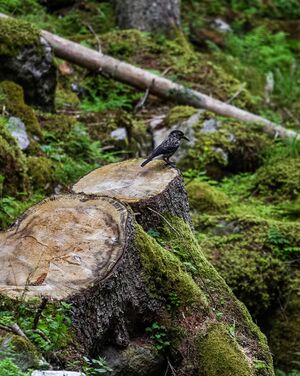 Tannenhäher bräualmtal 29193 2016-07-05.jpg