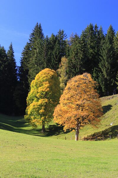 Datei:Ahorn-reiteralm 13099 2019-10-15.jpg