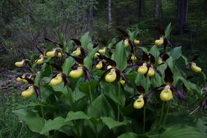 Frauenschuh 2296 2011-05-26.jpg