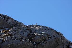 Hölltal gemse 07052 2015-10-12.jpg