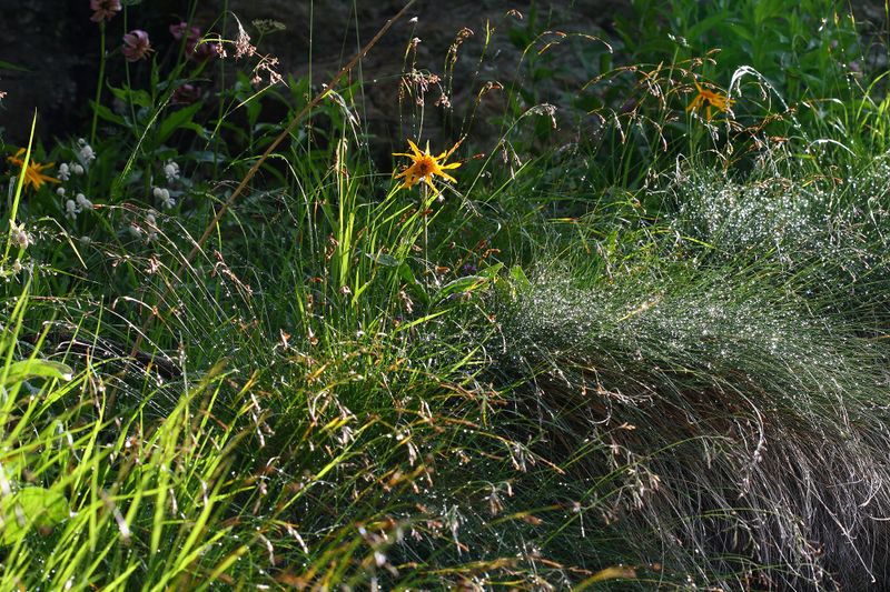 Datei:Im stegerkar 23879 2008-07-09.jpg