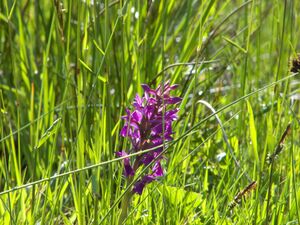 Knabenkraut weitgaßalm 90621 2007-05-25.jpg