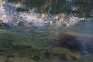 Oberer lanschitzsee 98359 2011-11-01.jpg