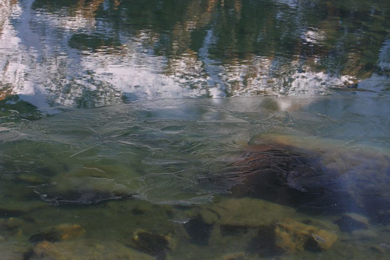 Datei:Oberer lanschitzsee 98359 2011-11-01.jpg