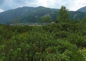 Pürgschachener Moor80203.JPG