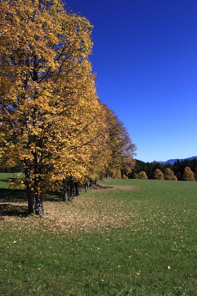 Datei:Schildlehen ramsau 60246 2017-10-05.jpg