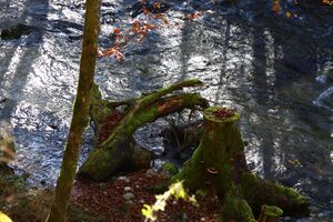 Toplitzbach 77676 2014-11-03.jpg