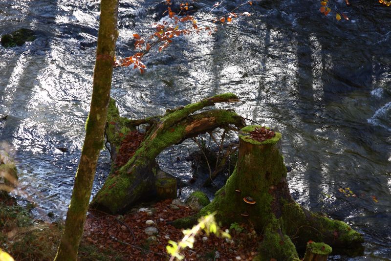 Datei:Toplitzbach 77676 2014-11-03.jpg