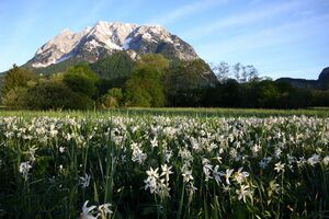 Feuchtwiesen trautenfels6060.jpg