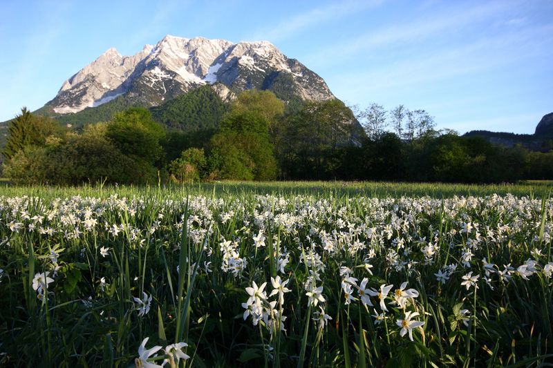 Datei:Feuchtwiesen trautenfels6060.jpg