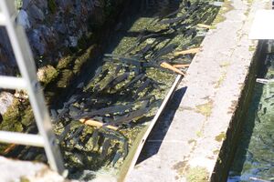 Fischzucht Köttl buchau-0145-2025-09-15.jpg