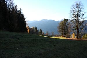 Baum beim burgstaller 13350 2015-11-11.jpg