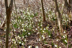 Feuchtwiesen trautenfels-0141-2023-03-10.jpg