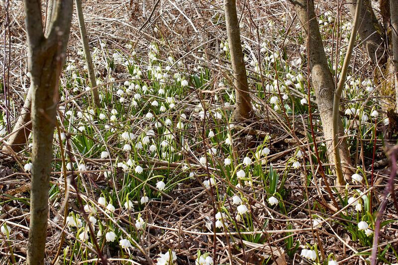 Datei:Feuchtwiesen trautenfels-0141-2023-03-10.jpg